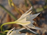 Tornando dalla passeggiata alle dune, sulla spiaggia ci imbattiamo in un giglio selvatico dai petali molto appuntiti disposti a campanula.