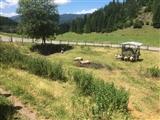 Maiale che sguazza nella pozza di melma.