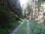 Sentierino nel bosco