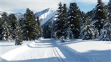 La pista da fondo si inoltra verso il boschetto.