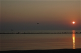 Alba sul mare con gabbiano in volo.