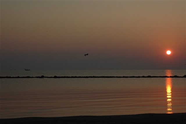 Alba sul mare con gabbiano in volo.