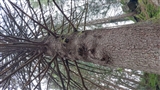 Il grande centenario abete svetta nel bosco con i suoi rami possenti.