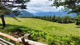 Nei pressi di malga Cislon due alberi incorniciano un pratone che discende dolcemente verso valle con i monti lontani.