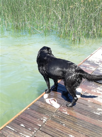 Gray bagnato pronto per un altro tuffo