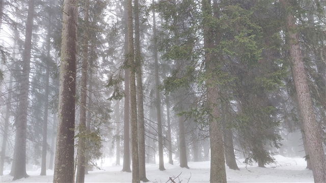 Alberi si stagliano alti nella nebbia molto fitta che ne nasconde quasi i tronchi.