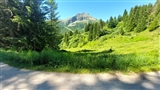 Un bellissimo scorcio dei monti della Val Venegia tra gli alberi.
